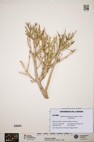 Ephedra americana [Espécimen: ]
