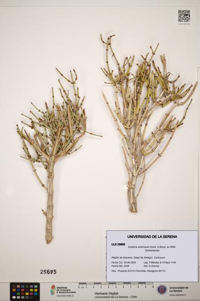 Ephedra americana [Espécimen: ]