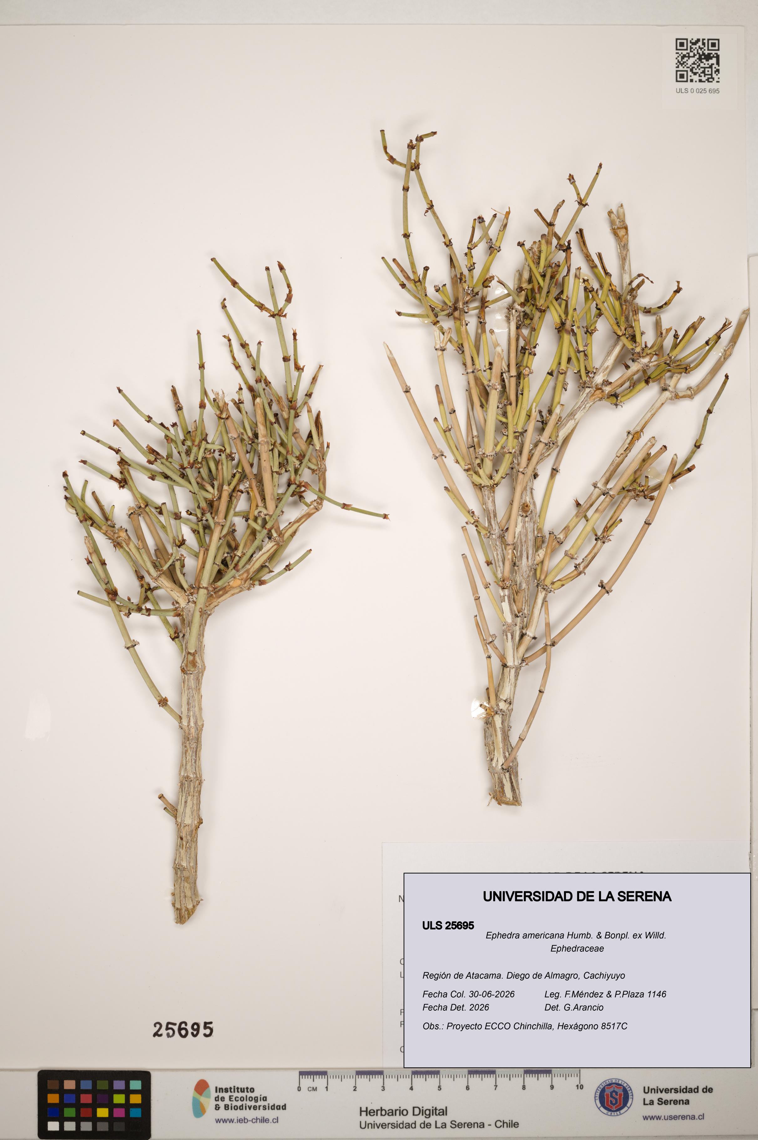 Ephedra americana [Espécimen: ]