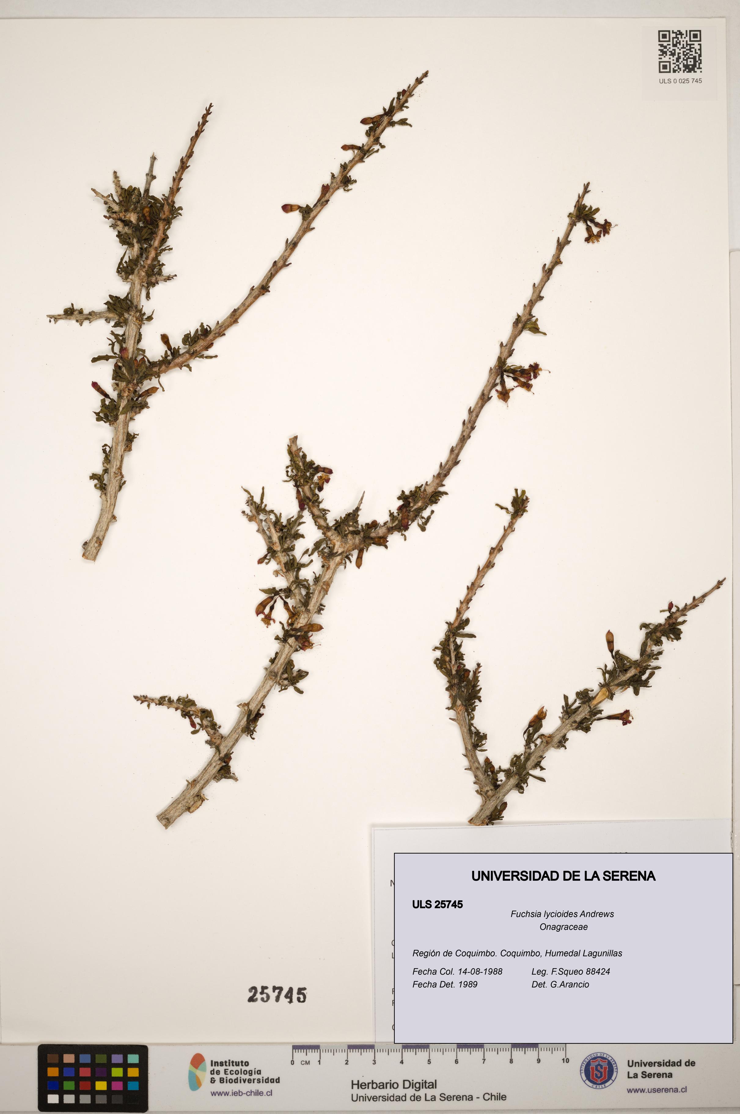 Fuchsia lycioides [Espécimen: ]