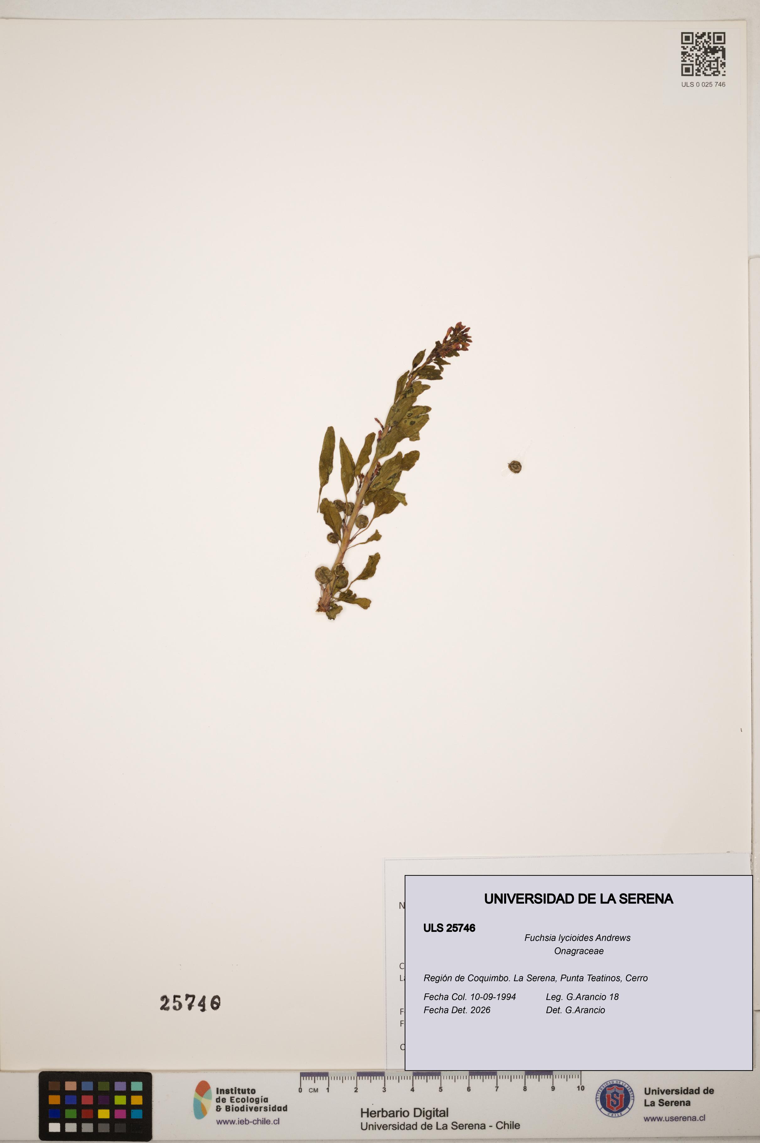 Fuchsia lycioides [Espécimen: ]