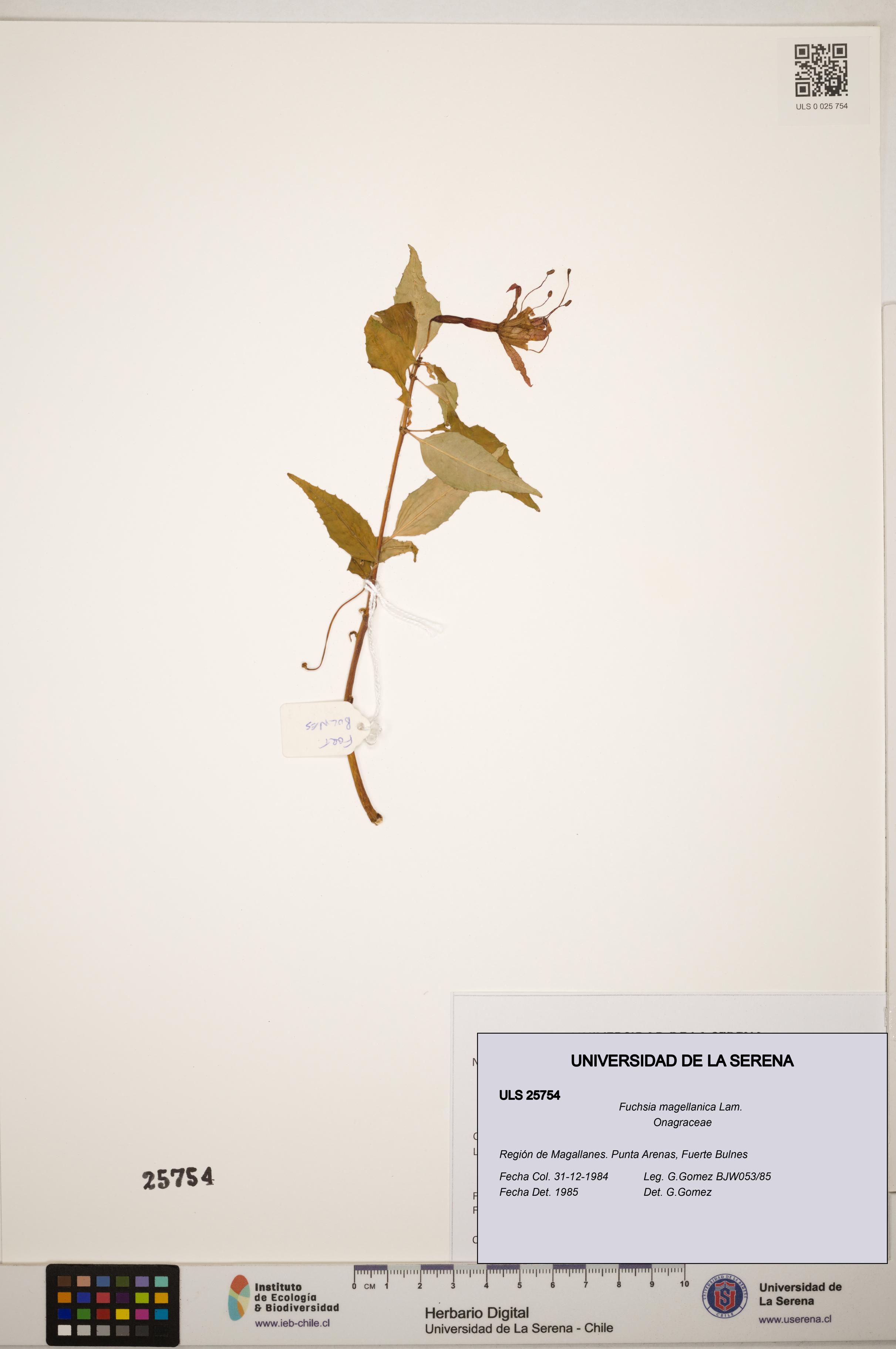 Fuchsia magellanica [Espécimen: ]