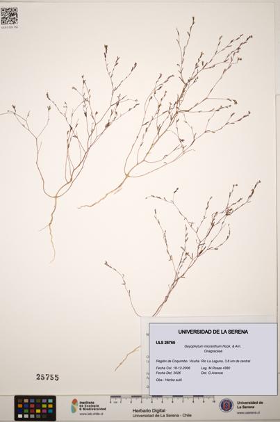 Gayophytum micranthum [Espécimen: ]