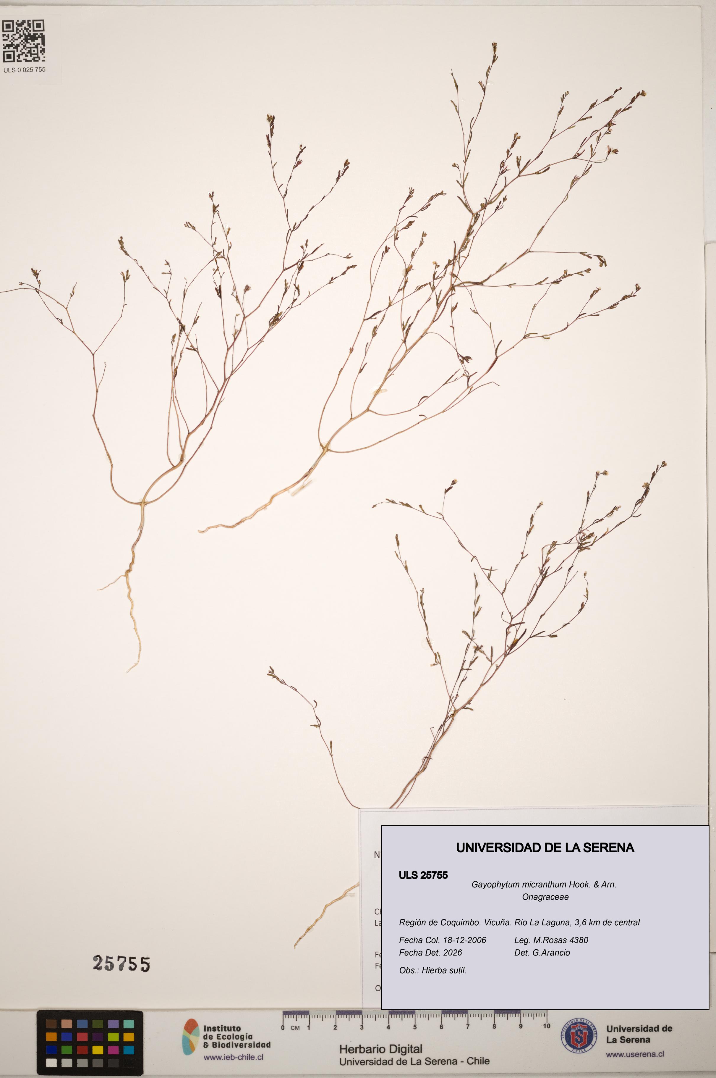 Gayophytum micranthum [Espécimen: ]