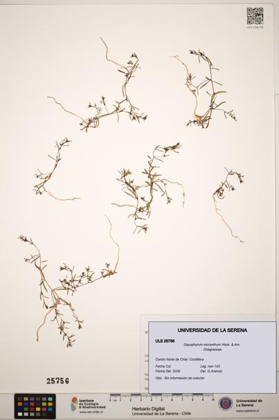 Gayophytum micranthum [Espécimen: ]