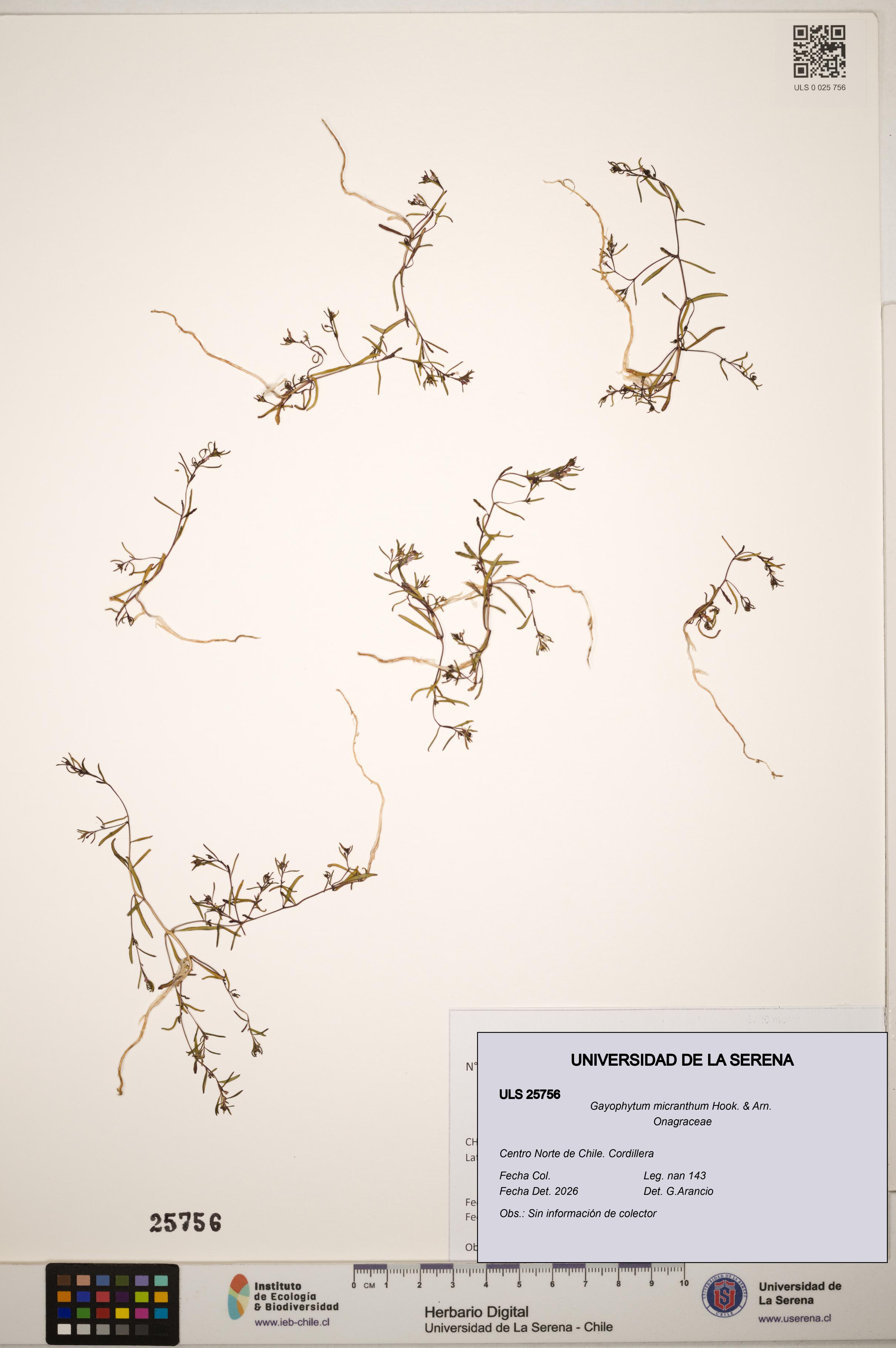 Gayophytum micranthum [Espécimen: ]