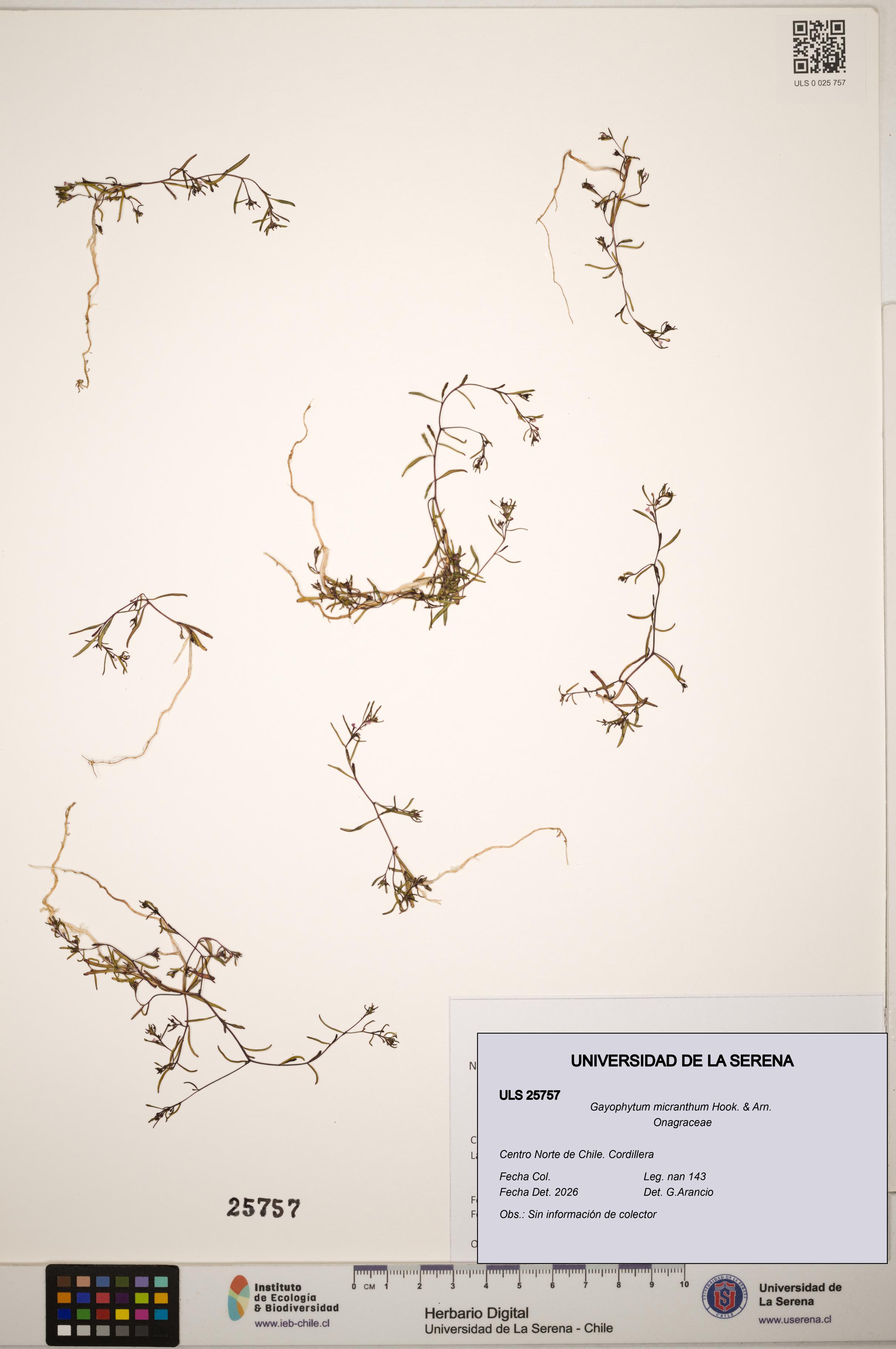 Gayophytum micranthum [Espécimen: ]