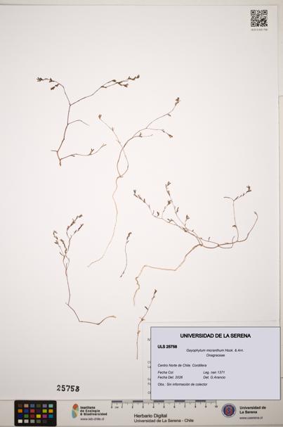 Gayophytum micranthum [Espécimen: ]