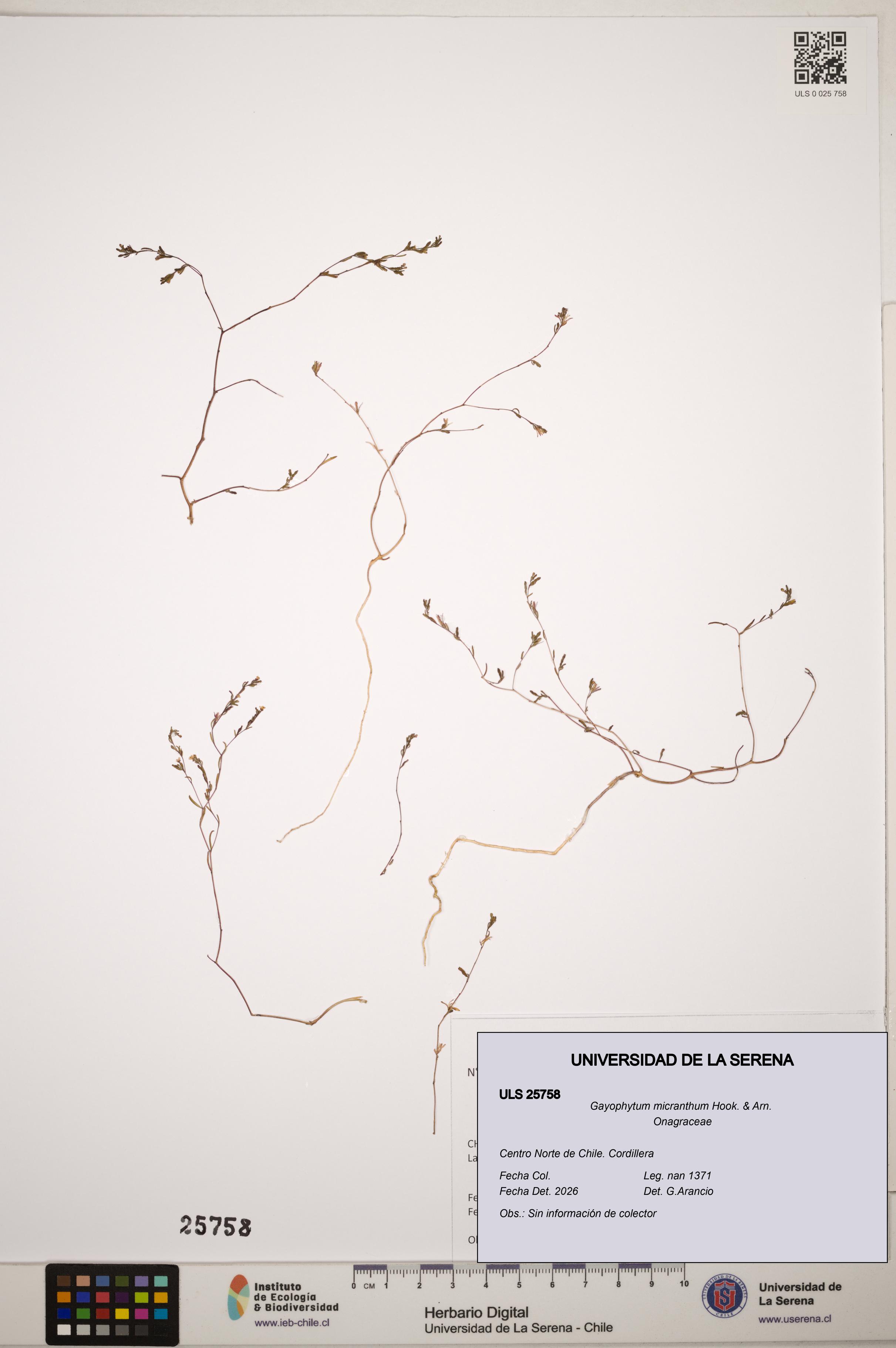 Gayophytum micranthum [Espécimen: ]