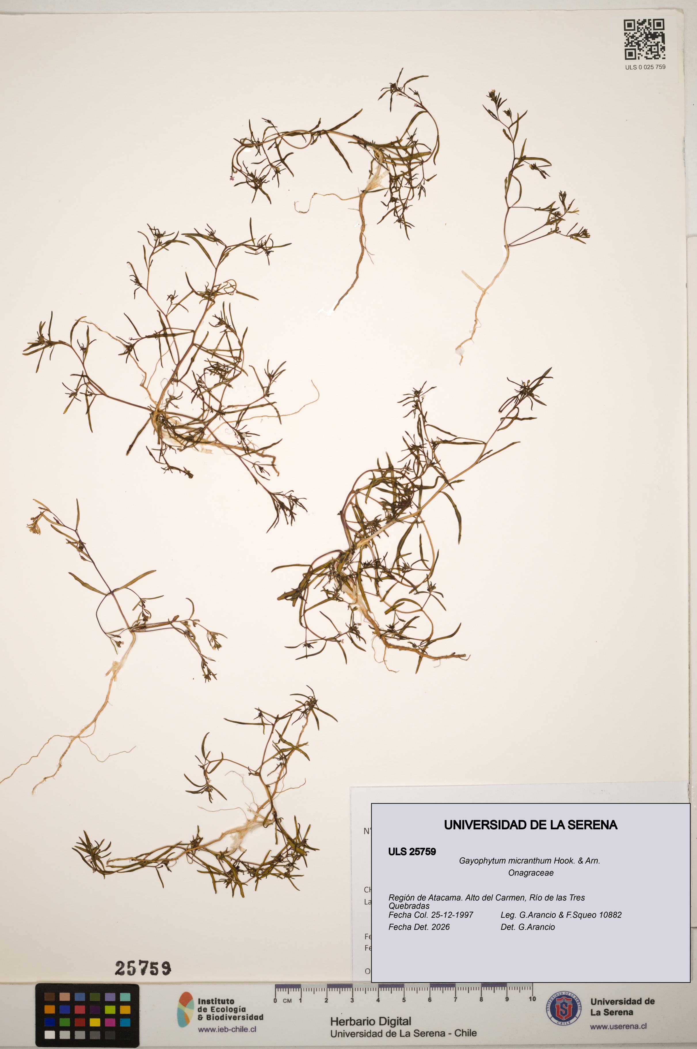 Gayophytum micranthum [Espécimen: ]