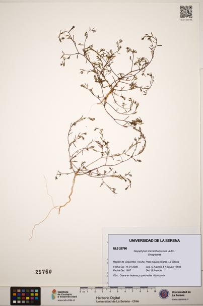 Gayophytum micranthum [Espécimen: ]