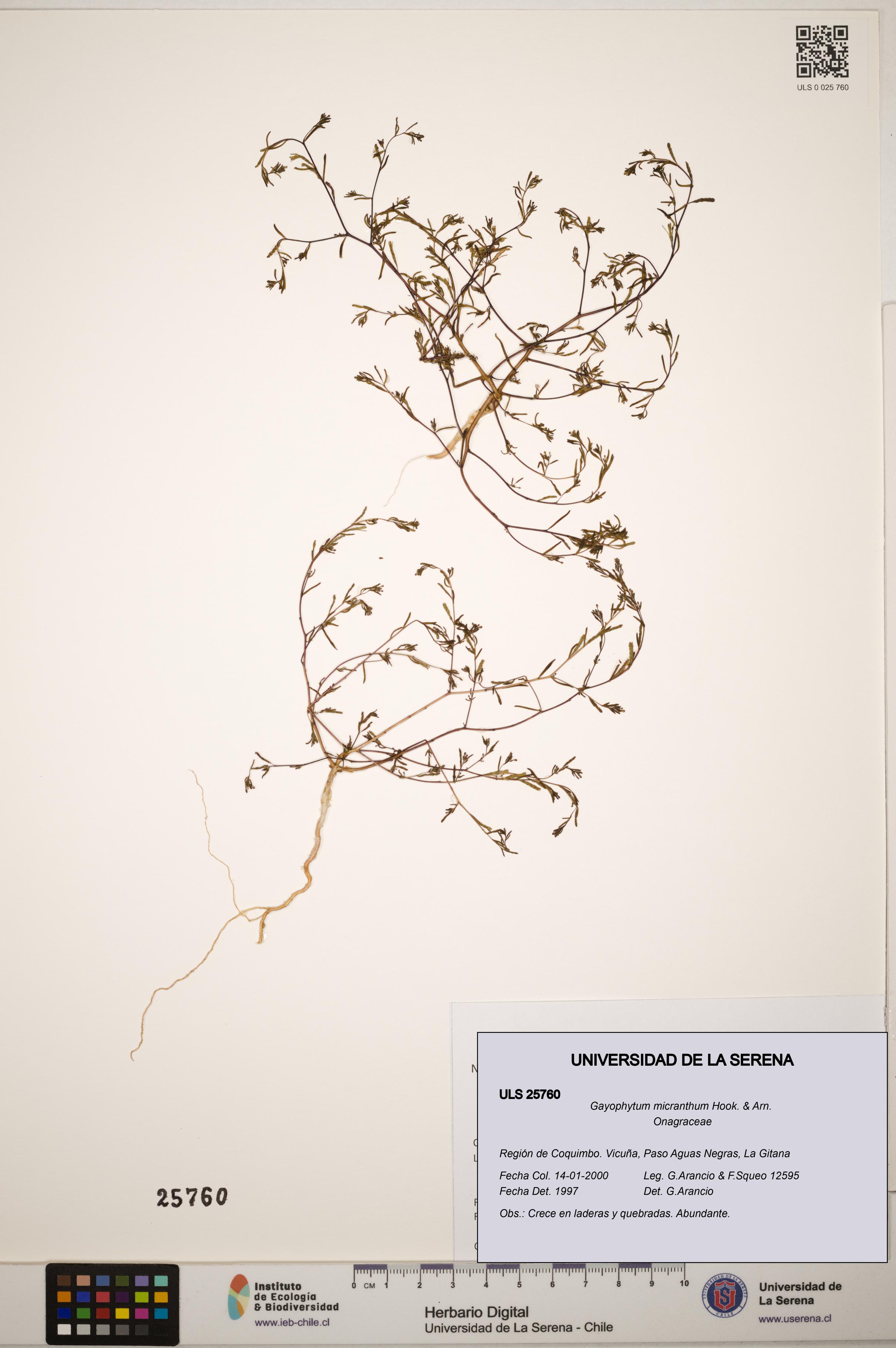 Gayophytum micranthum [Espécimen: ]