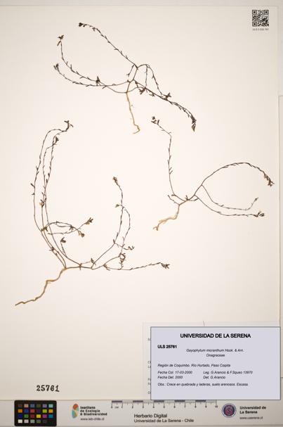 Gayophytum micranthum [Espécimen: ]