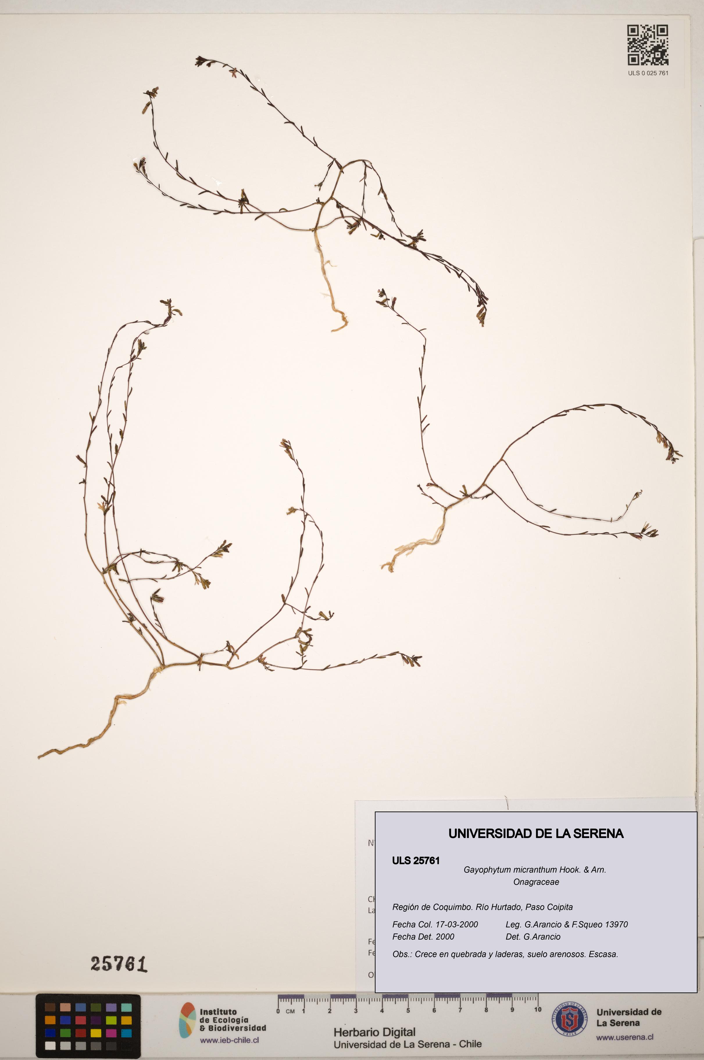 Gayophytum micranthum [Espécimen: ]