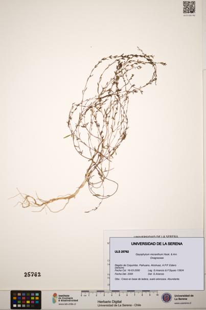 Gayophytum micranthum [Espécimen: ]