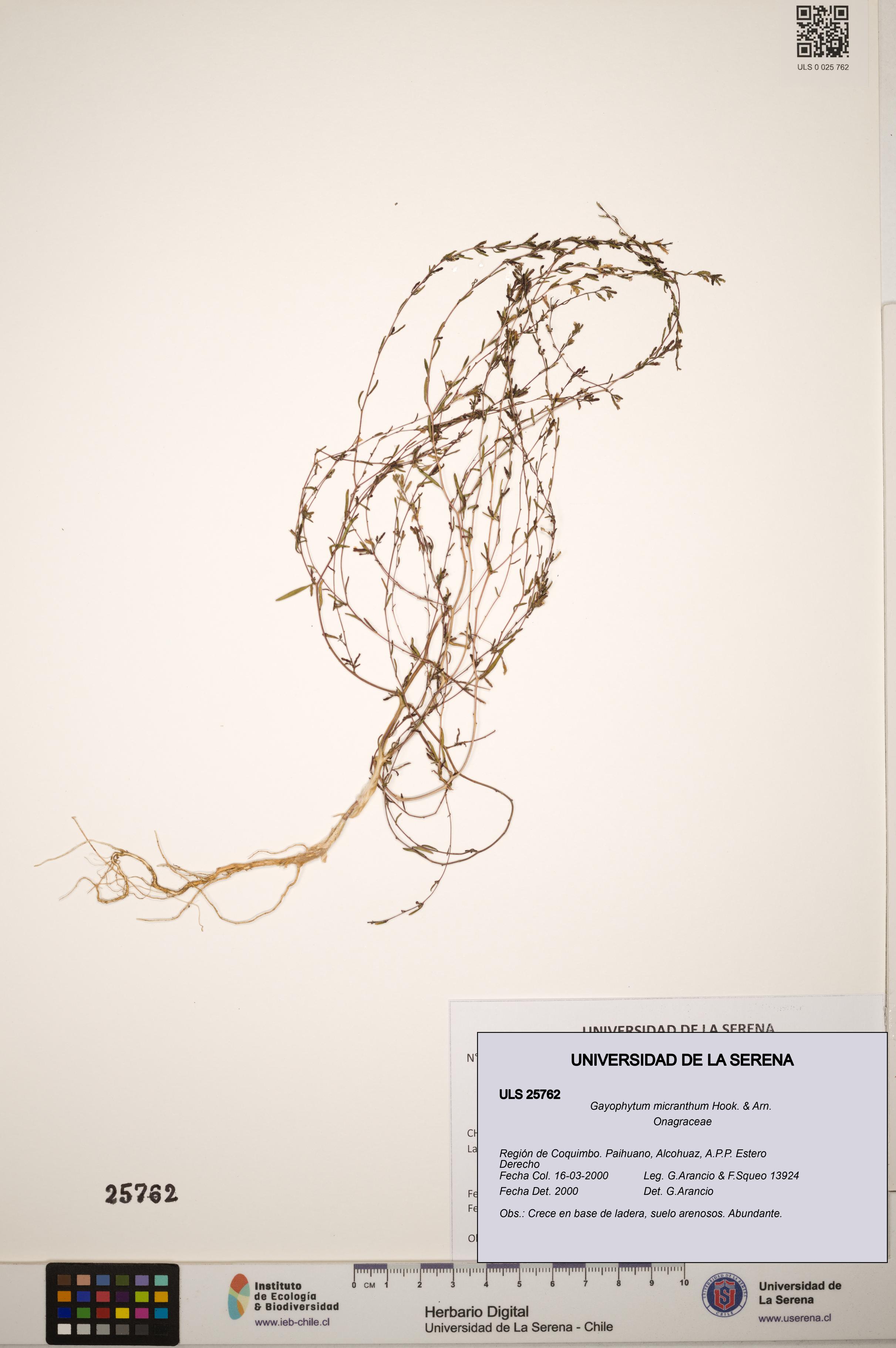 Gayophytum micranthum [Espécimen: ]