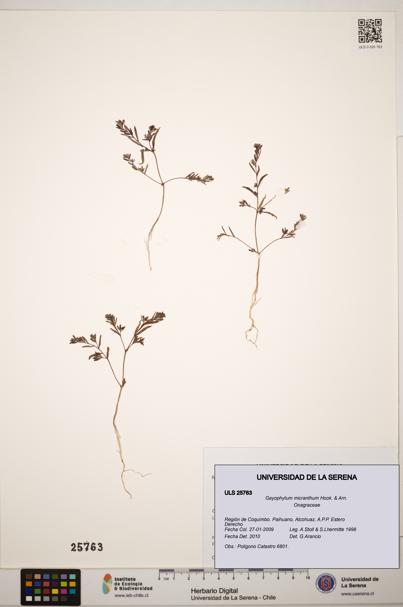 Gayophytum micranthum [Espécimen: ]