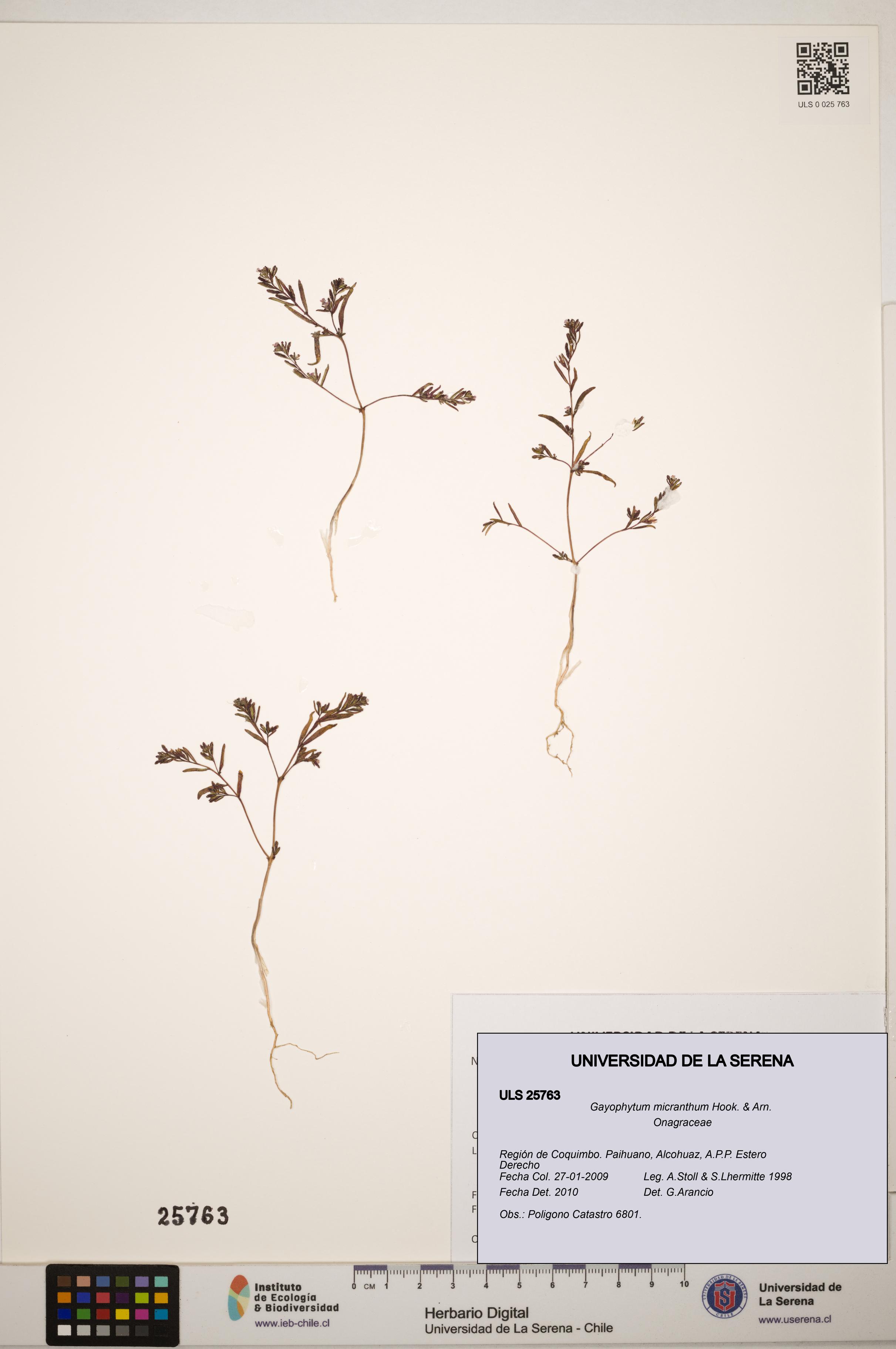 Gayophytum micranthum [Espécimen: ]