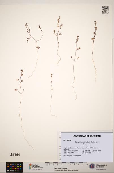 Gayophytum micranthum [Espécimen: ]
