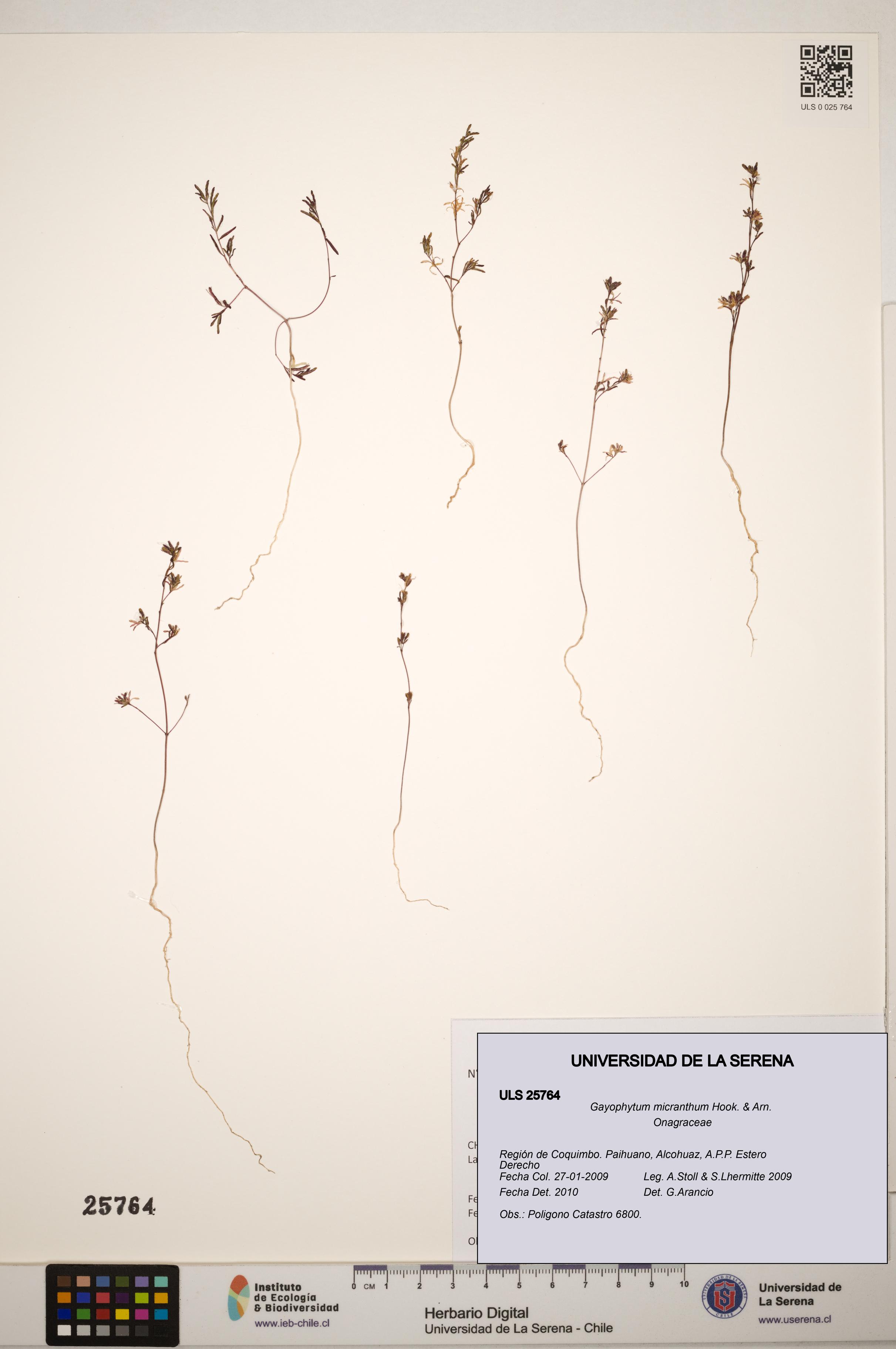 Gayophytum micranthum [Espécimen: ]