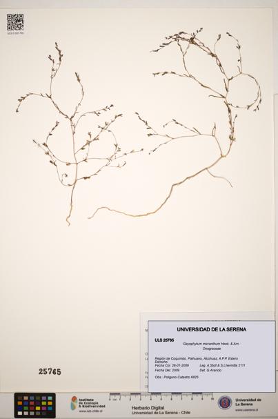 Gayophytum micranthum [Espécimen: ]