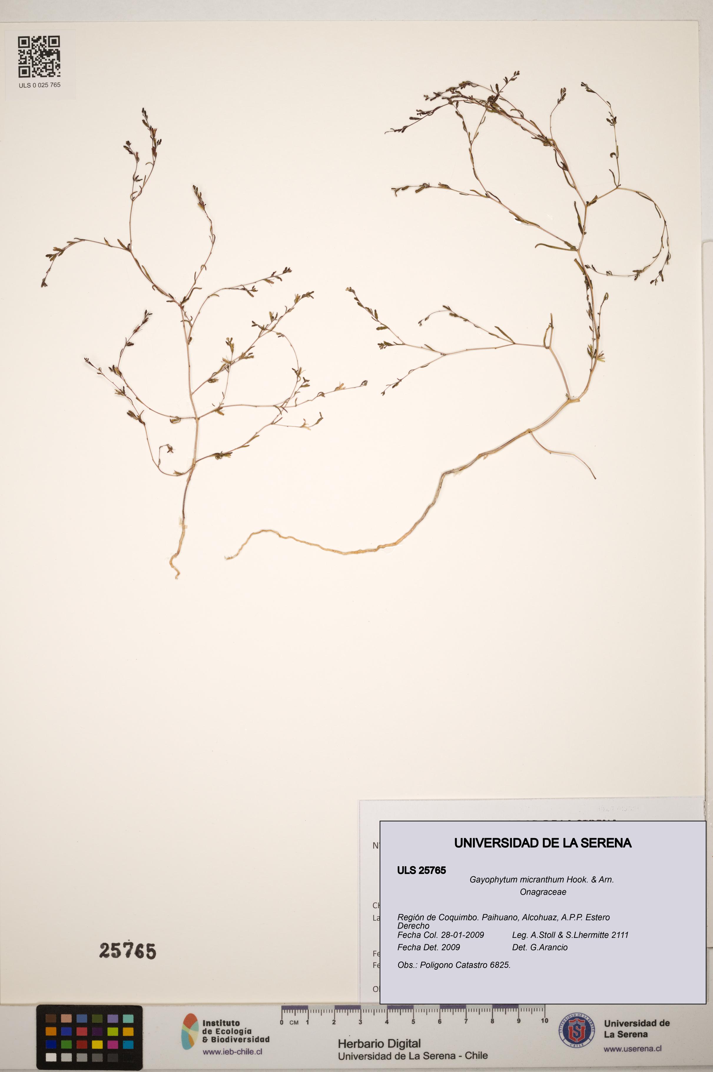 Gayophytum micranthum [Espécimen: ]