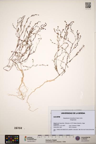 Gayophytum micranthum [Espécimen: ]