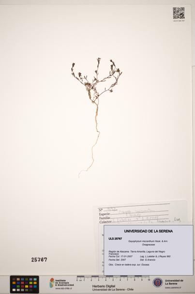 Gayophytum micranthum [Espécimen: ]