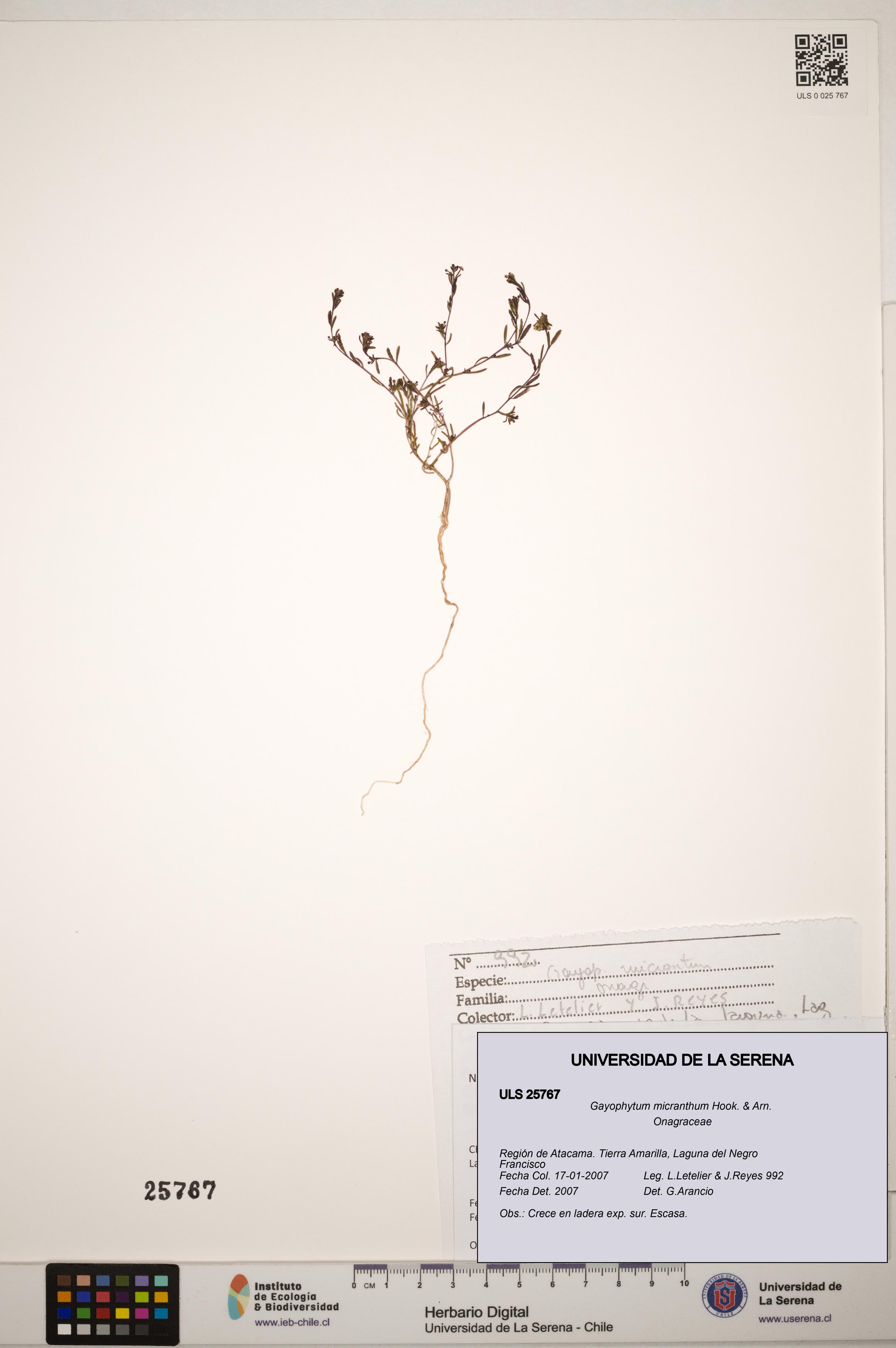 Gayophytum micranthum [Espécimen: ]
