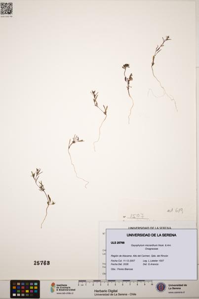 Gayophytum micranthum [Espécimen: ]