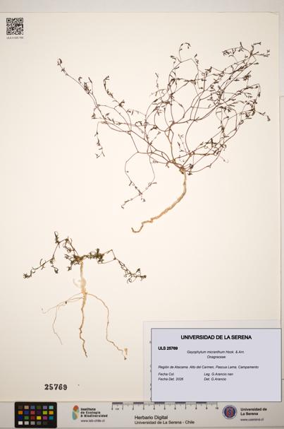 Gayophytum micranthum [Espécimen: ]