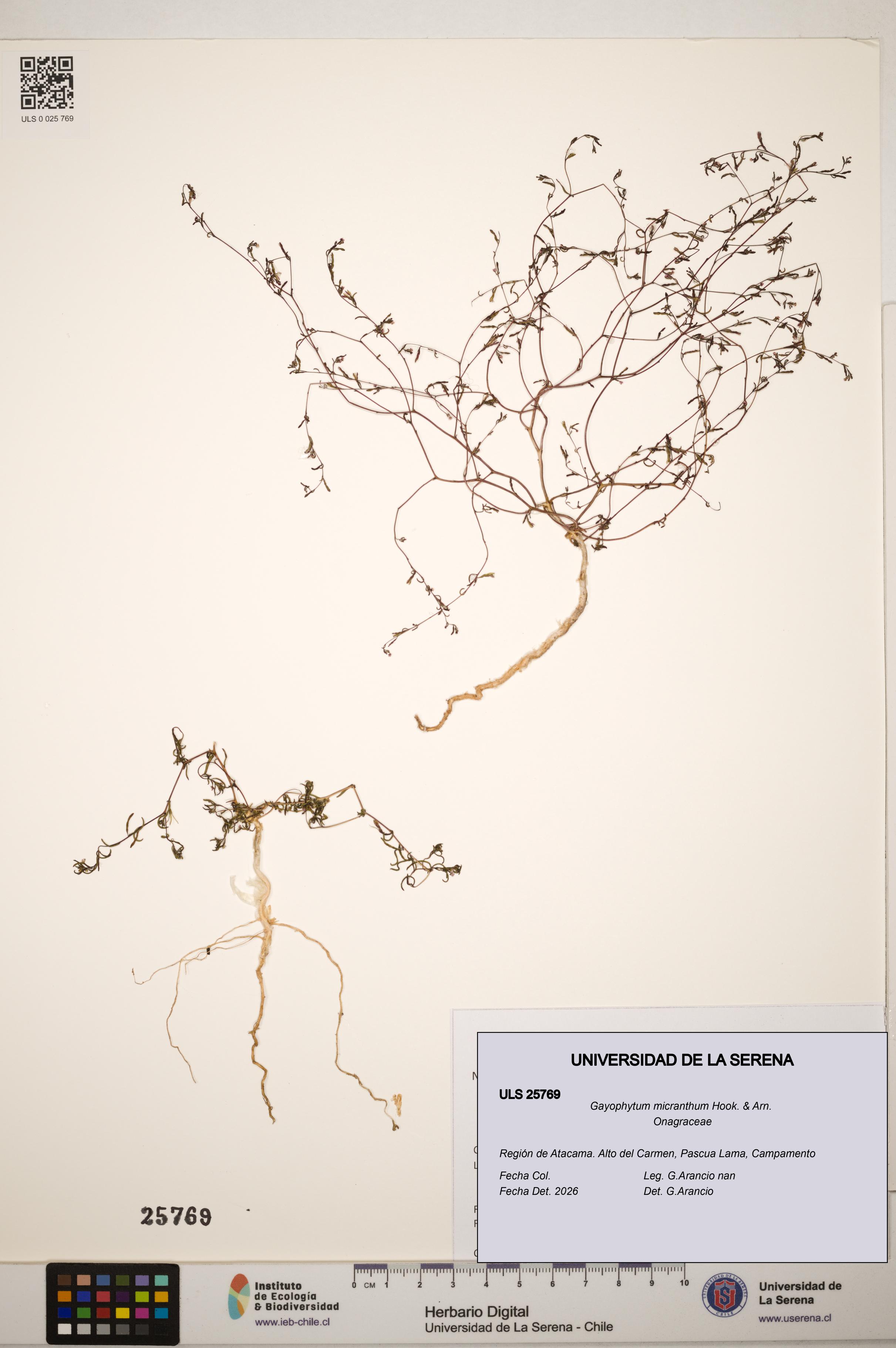 Gayophytum micranthum [Espécimen: ]