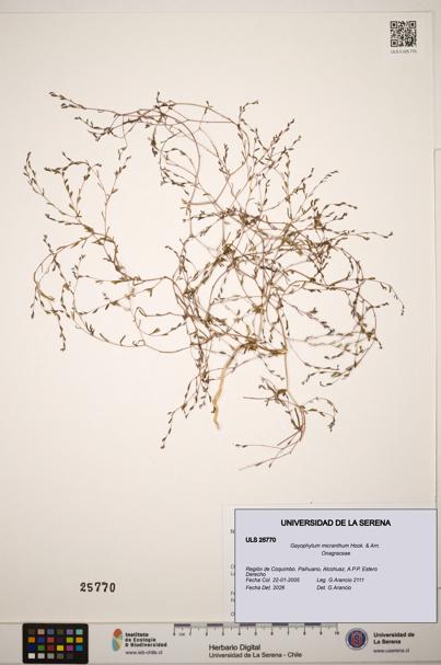 Gayophytum micranthum [Espécimen: ]
