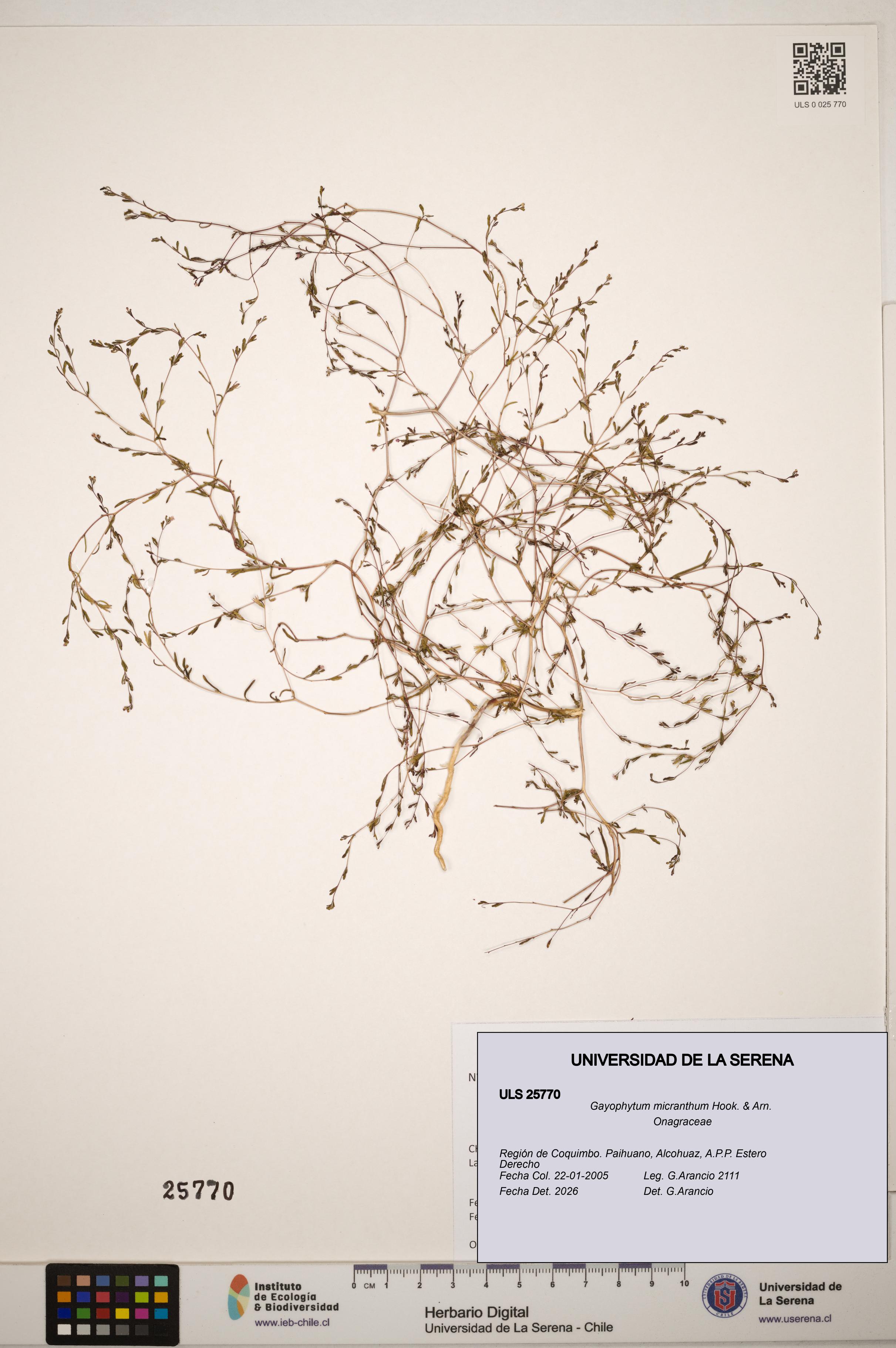Gayophytum micranthum [Espécimen: ]