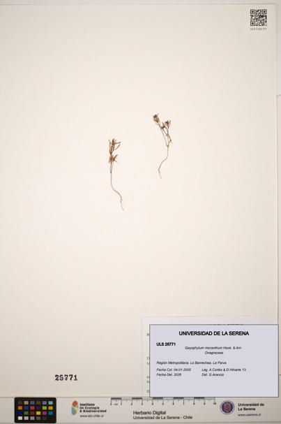Gayophytum micranthum [Espécimen: ]