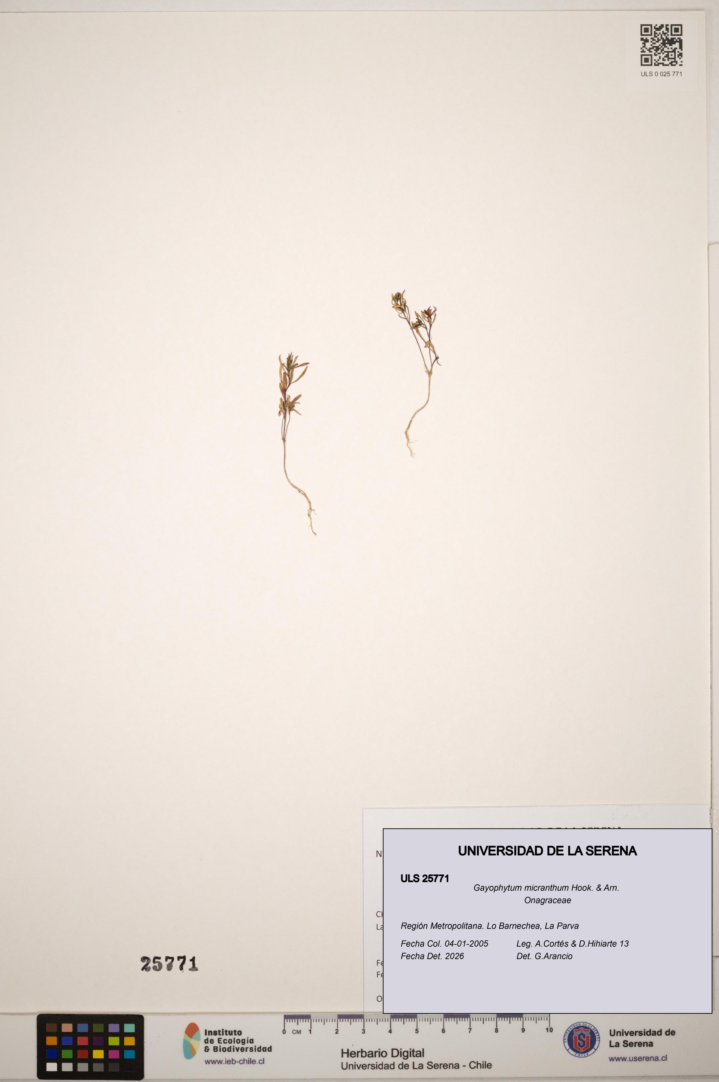 Gayophytum micranthum [Espécimen: ]