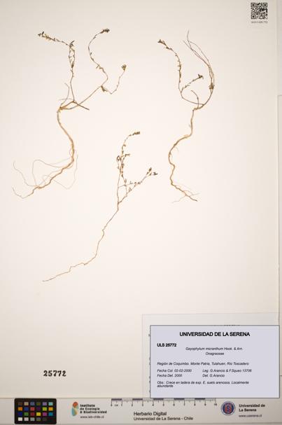 Gayophytum micranthum [Espécimen: ]