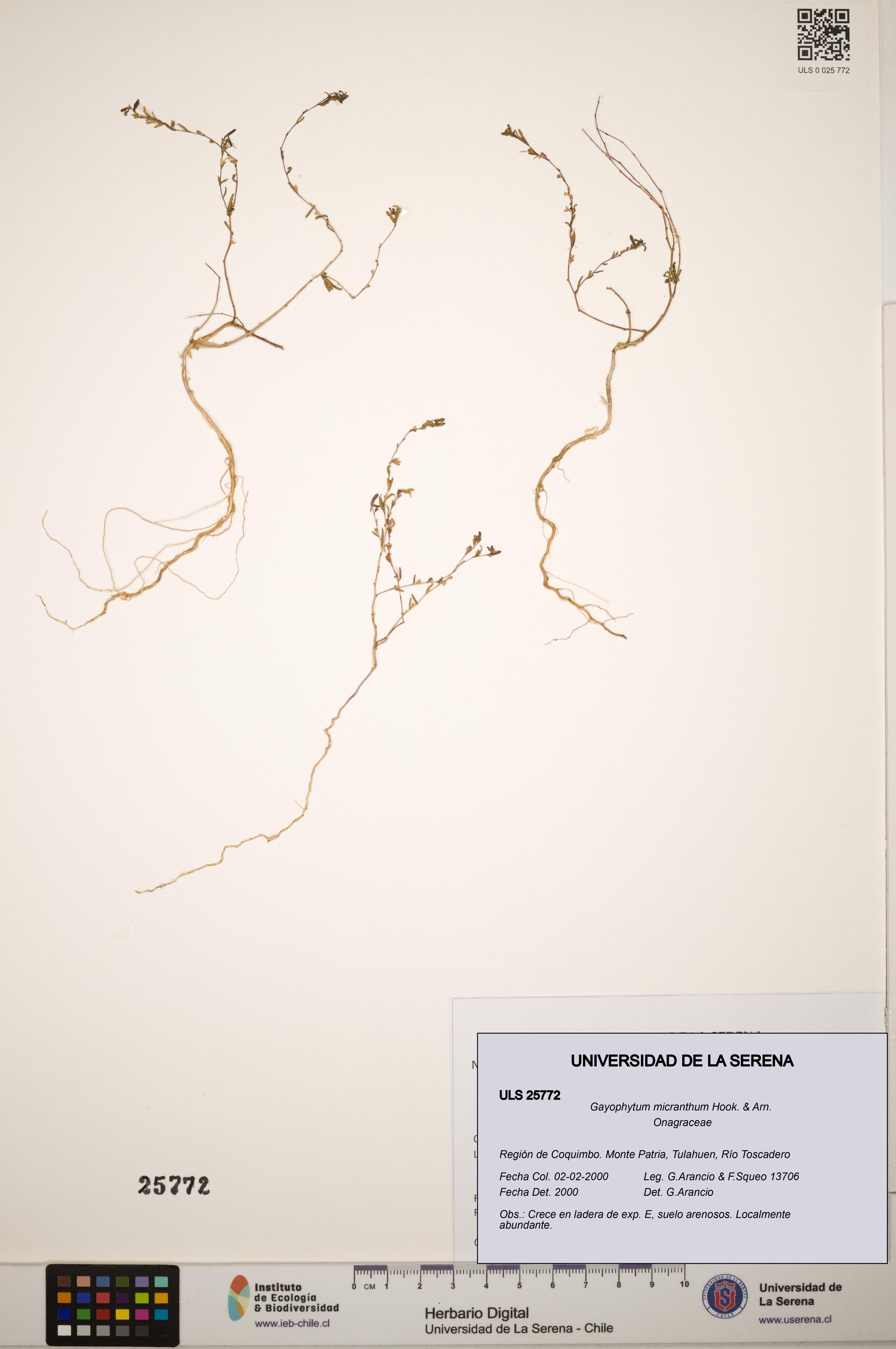 Gayophytum micranthum [Espécimen: ]