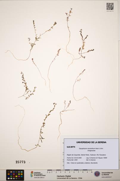 Gayophytum micranthum [Espécimen: ]