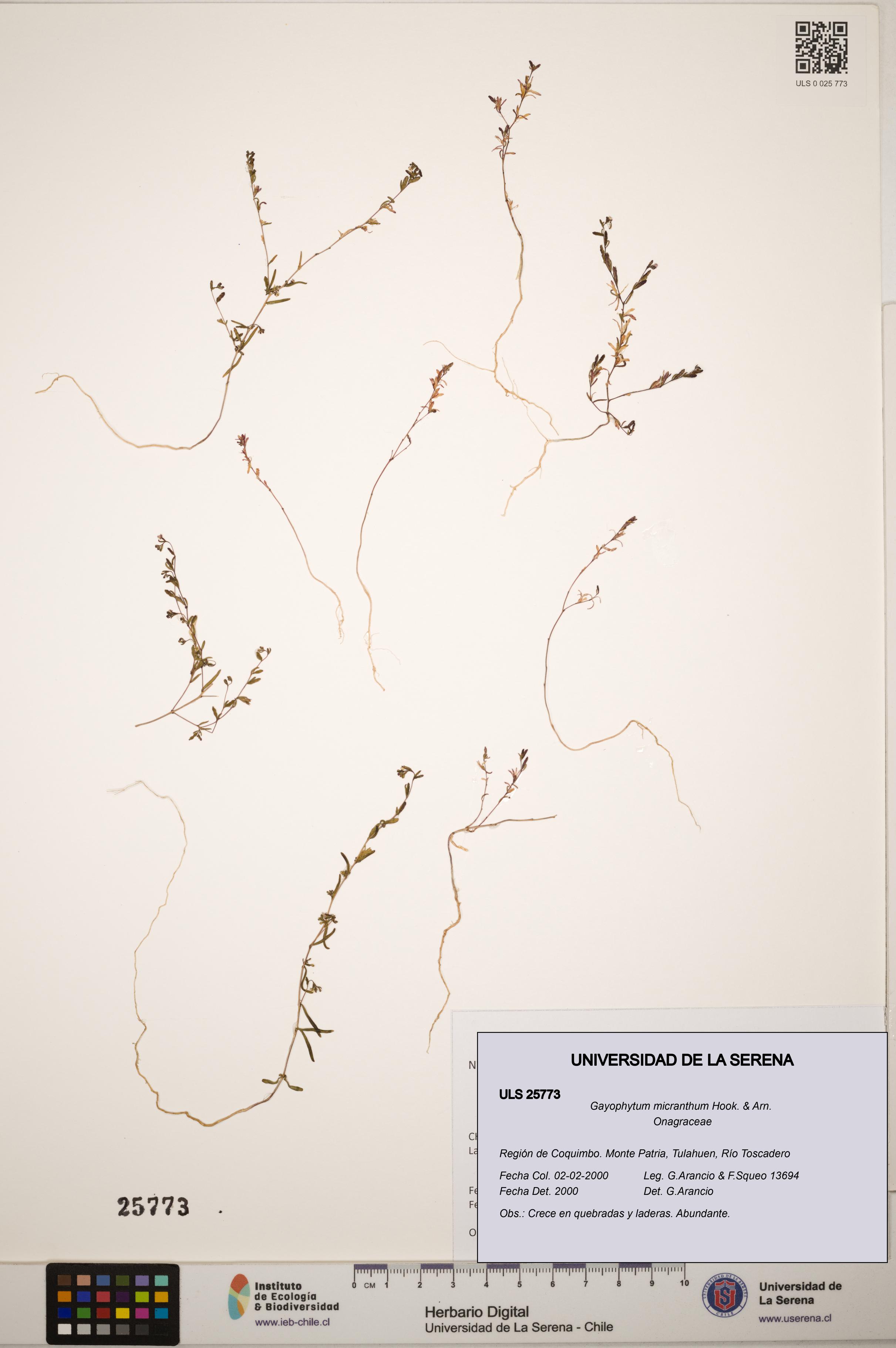 Gayophytum micranthum [Espécimen: ]