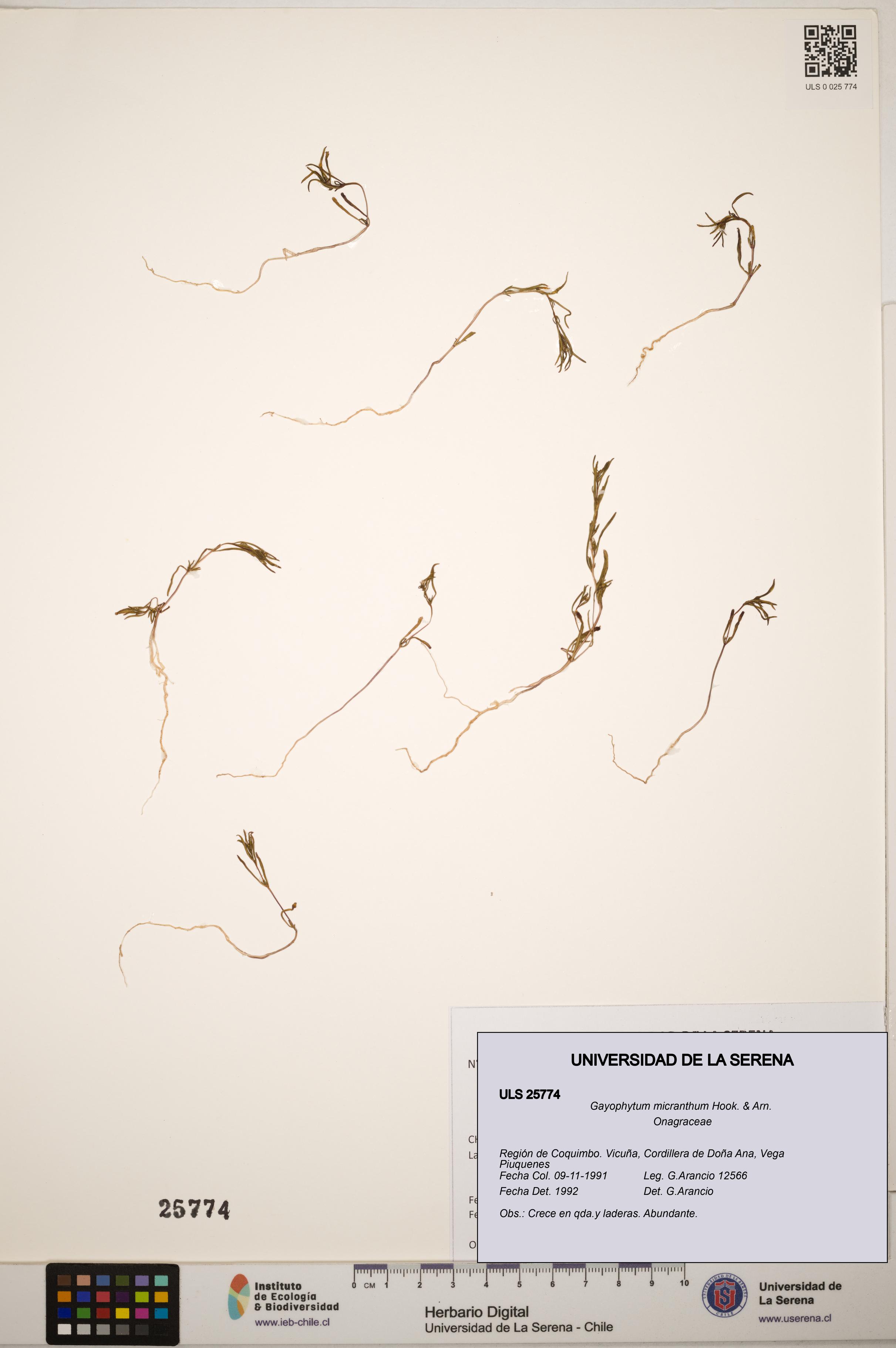 Gayophytum micranthum [Espécimen: ]