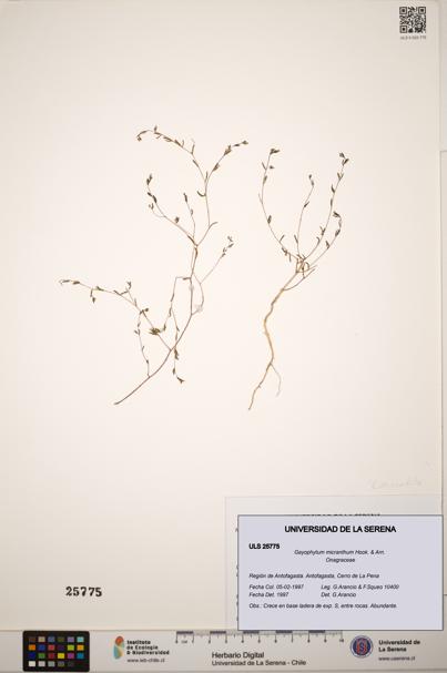 Gayophytum micranthum [Espécimen: ]
