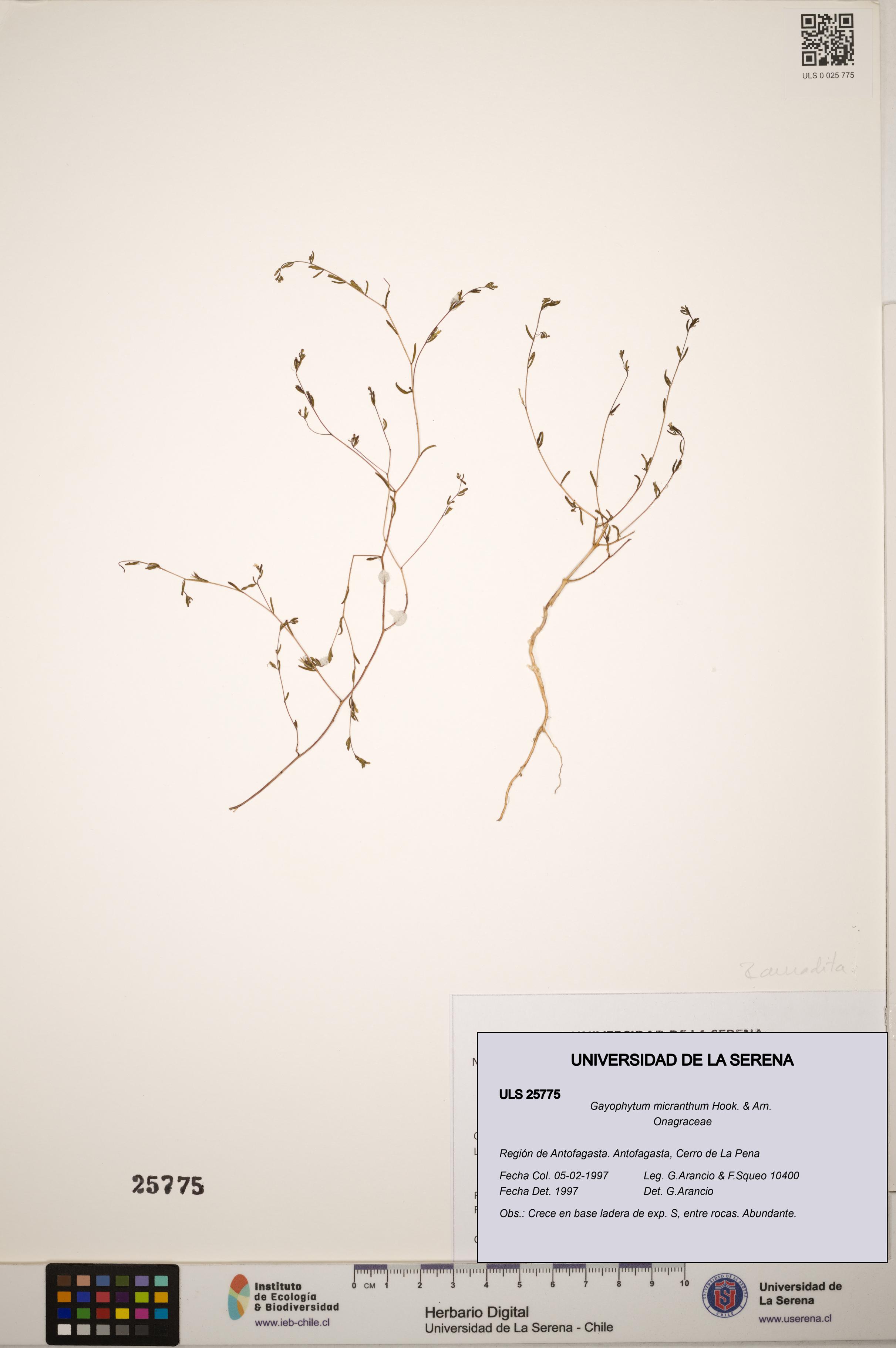 Gayophytum micranthum [Espécimen: ]