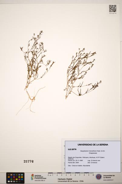 Gayophytum micranthum [Espécimen: ]