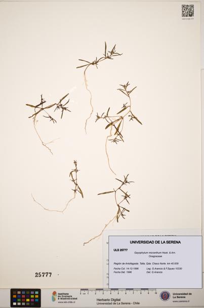 Gayophytum micranthum [Espécimen: ]