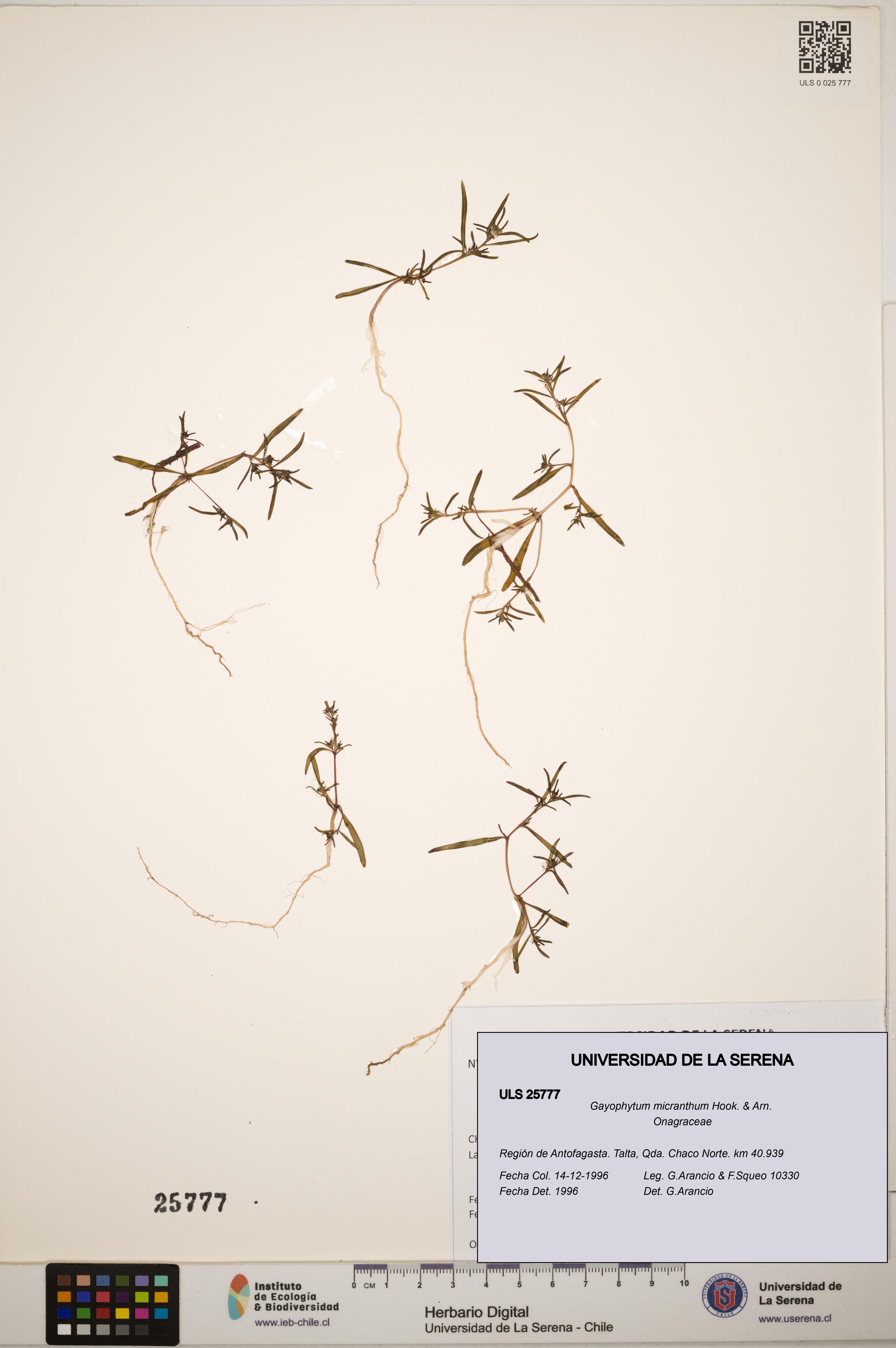 Gayophytum micranthum [Espécimen: ]