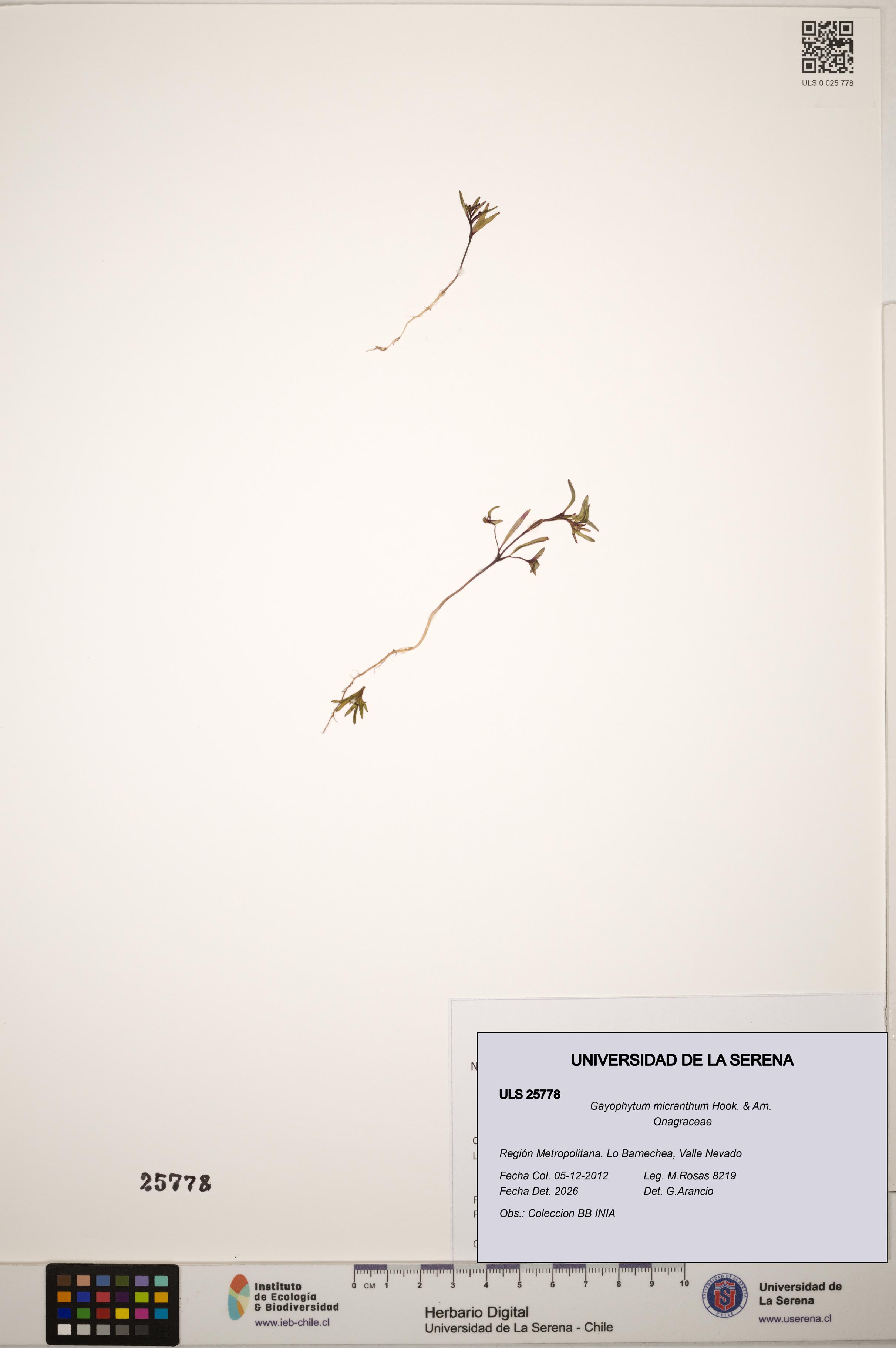 Gayophytum micranthum [Espécimen: ]