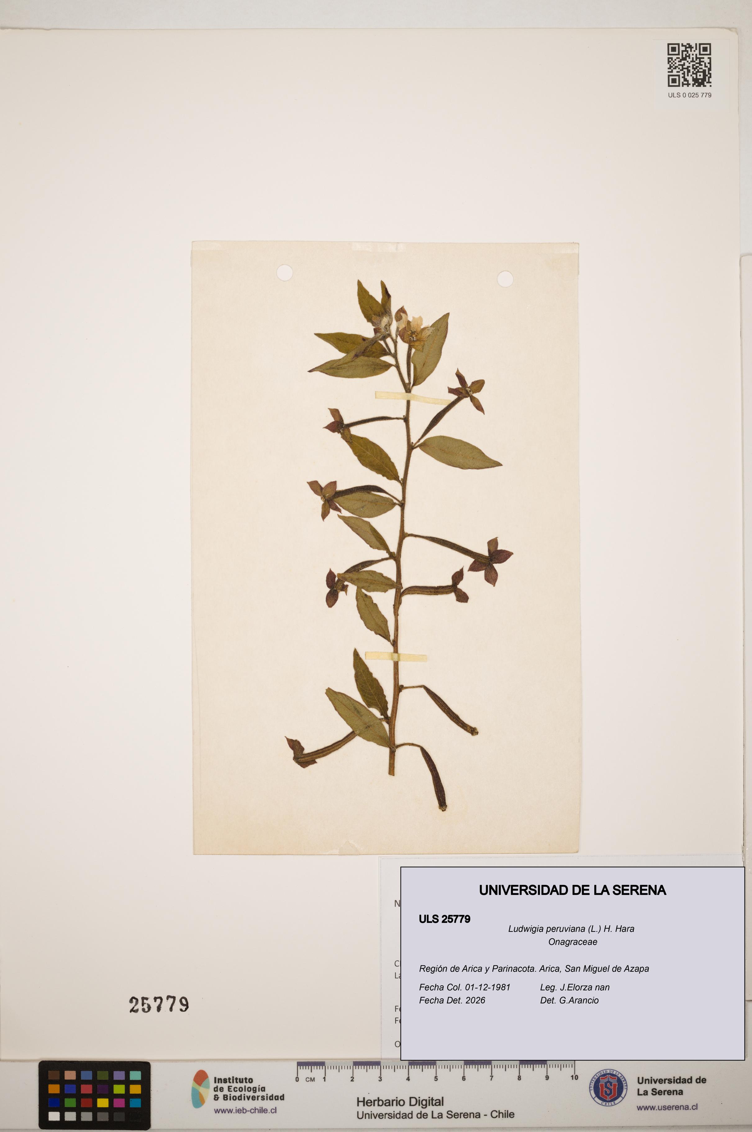 Ludwigia peruviana [Espécimen: ]
