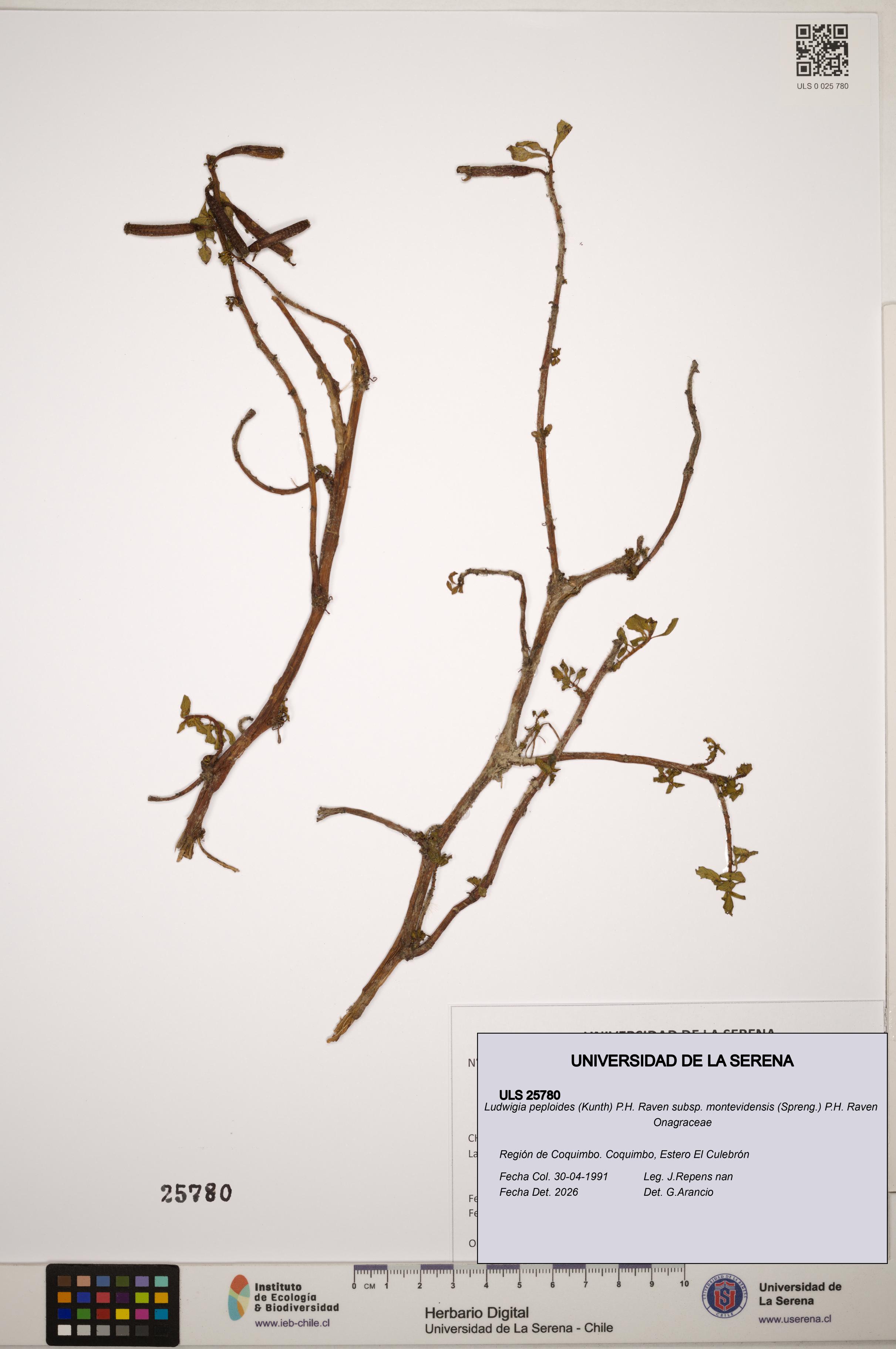 Ludwigia peploides subsp. montevidensis [Espécimen: ]