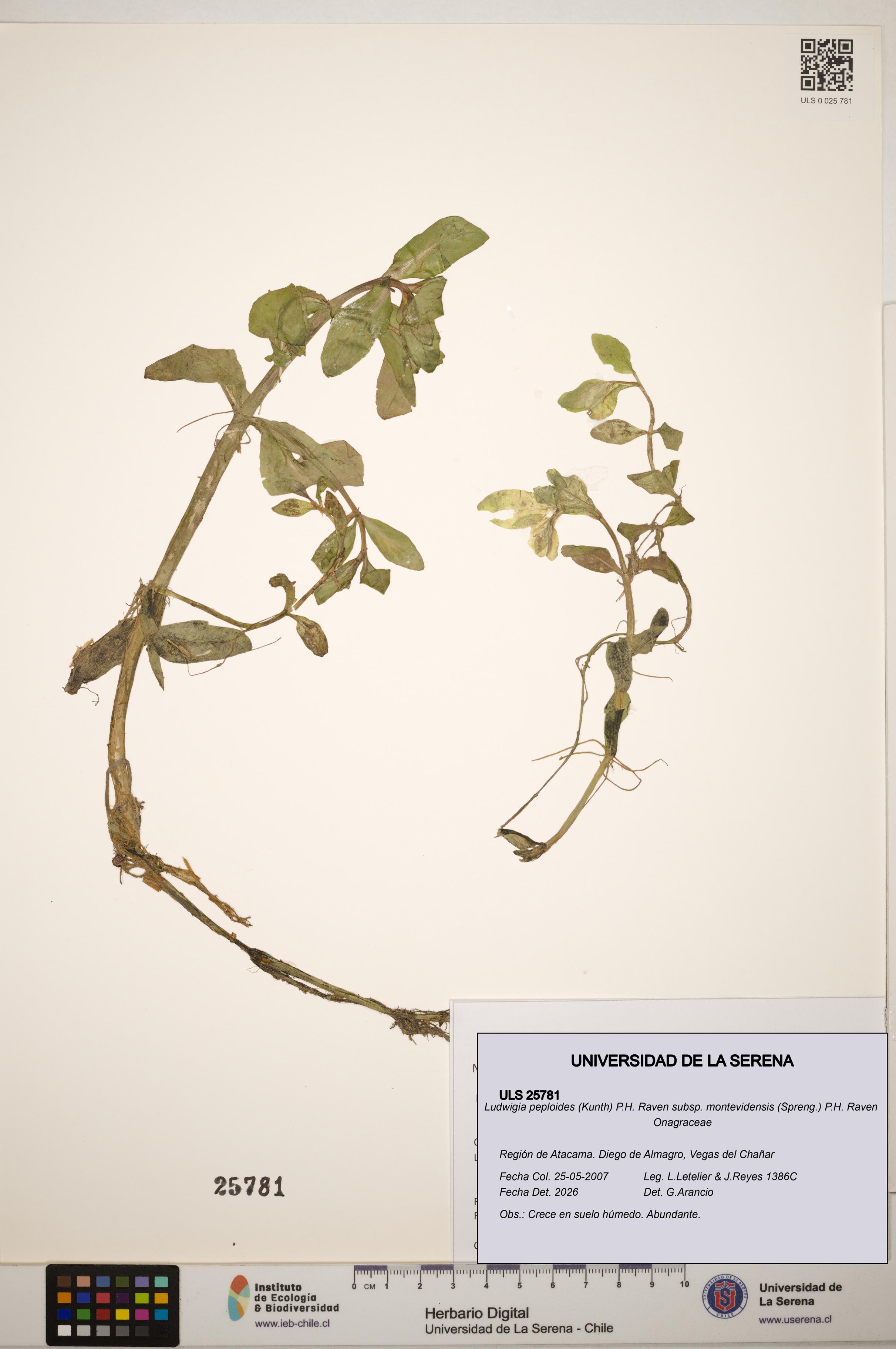Ludwigia peploides subsp. montevidensis [Espécimen: ]